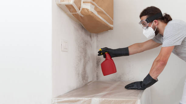 Professional Mold Removal technician working in Lewisville, WA