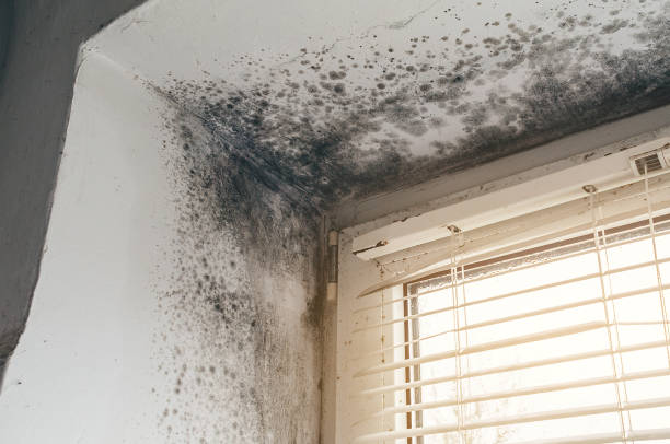 Trusted Attic Mold Removal service in Lewisville, WA - Cheap Mold Removal
